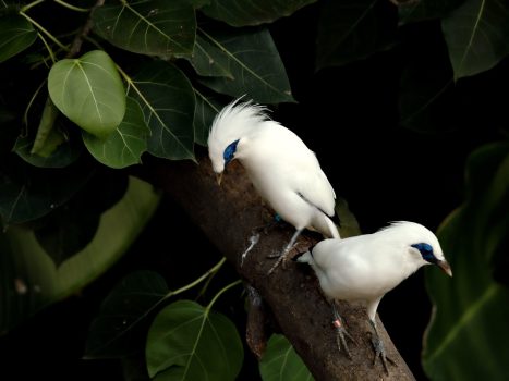 Bali Myna Bali Myna