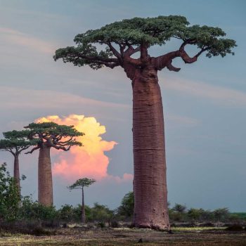 Baobab Tree Baobab Tree
