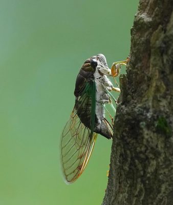 Cicada