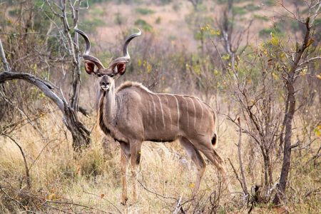 Greater Kudu