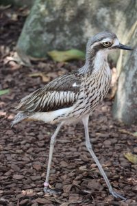 Curlew Curlew