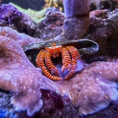 Halloween Hermit Crab