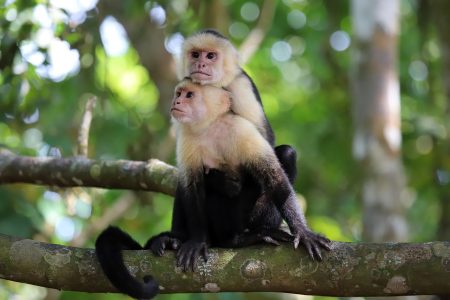 Capuchin Monkeys