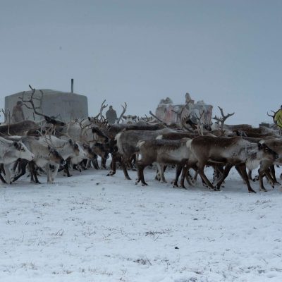 Reindeer herd in Yakutia