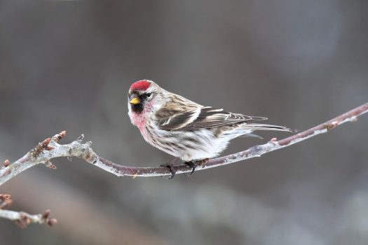common redpoll Common Redpoll