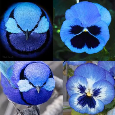 Blue Pansy vs. Splendid Fairywren