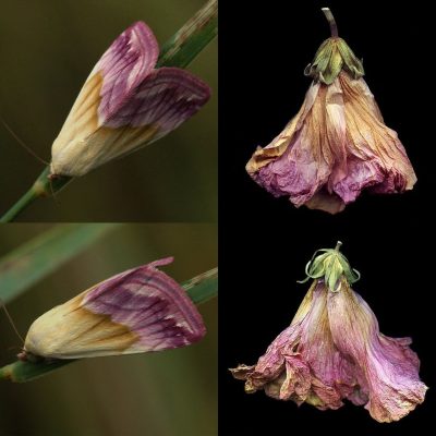 Eublemma purpurina vs. Dried Hibiscus