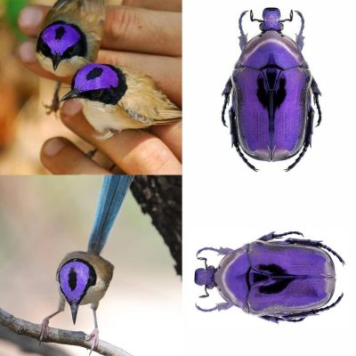 Purple-crowned Fairywren vs. Protaetia mirifica mirifica