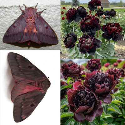 Pine-devil Moth vs. Black Peonies