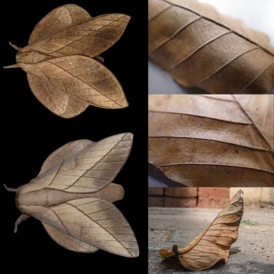 Marumba cristata vs. Chestnut Leaves
