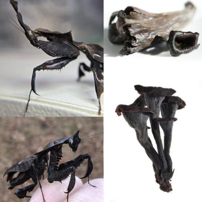 Black Ghost Mantis vs. Black Trumpet Mushroom