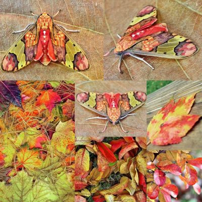 Neonerita dorsipuncta vs. Fall Foliage