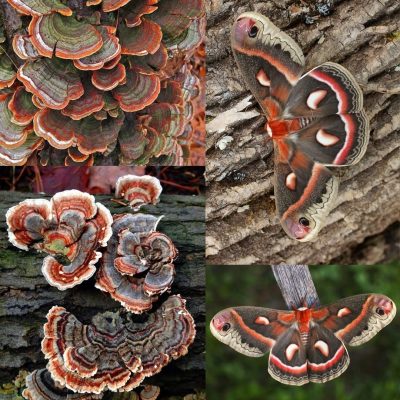 Turkey Tail Fungus vs. Cecropia Moth