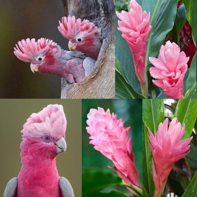 Galah Cockatoo vs. Hawaiian Ginger