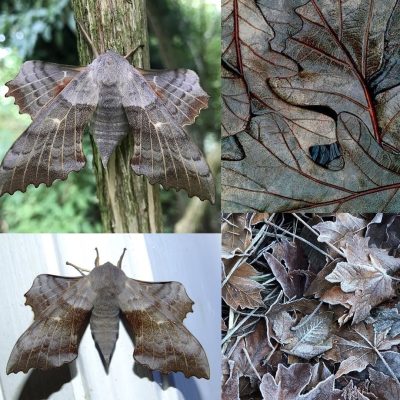 Poplar Hawk-Moth vs. Winter Leaves