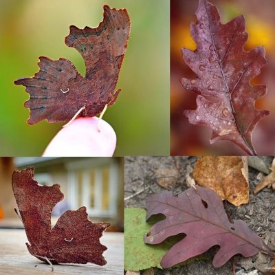 Comma Butterfly vs. Dried Oak Leaves