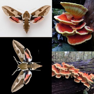 Spurge Hawk-Moth vs. Chicken of the Woods