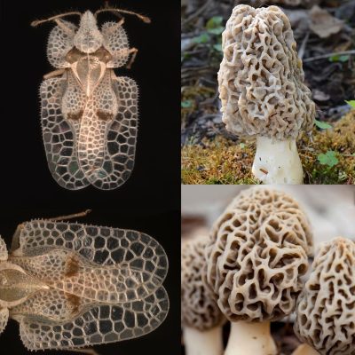 Lace Bug vs. Morel MushroomLace Bug vs. Morel Mushroom