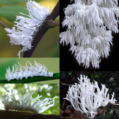 Butternut Woollyworm vs. Coral Tooth Fungus