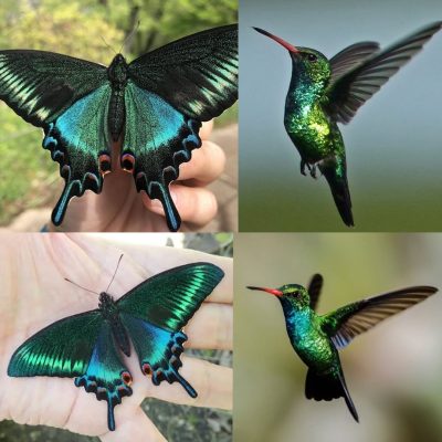 Alpine Black Swallowtail vs. Glittering-bellied Emerald