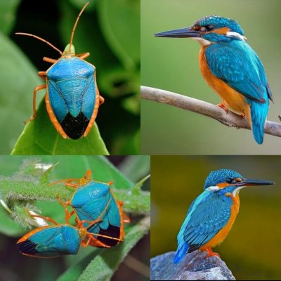 Blue Chinche Bug vs. Common Kingfisher