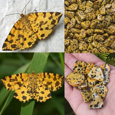 Pseudopanthera macularia vs. Yellow Jasper