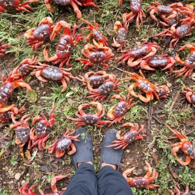 Red Crab Migration Christmas Island