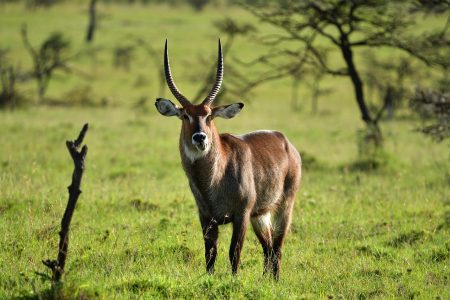 Waterbuck
