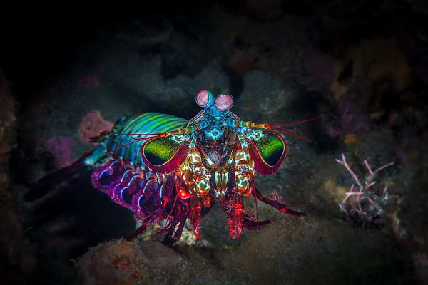 Peacock Mantis Shrimp
