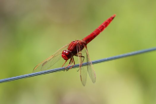Scarlet Darter Scarlet Darter