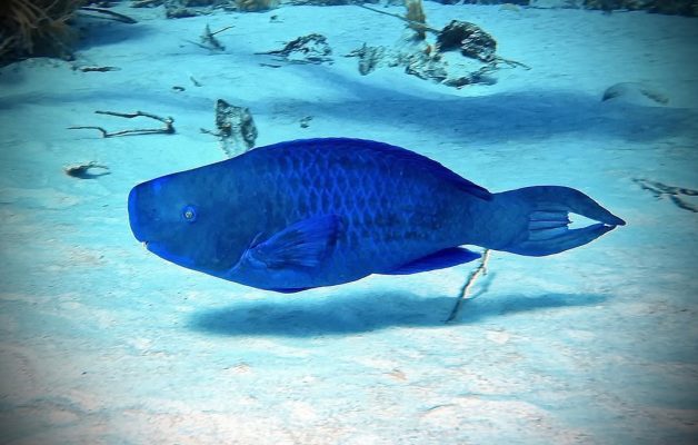 Blue Parrotfish