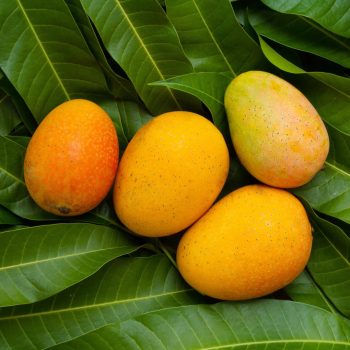 Alphonso Mango Alphonso Mango