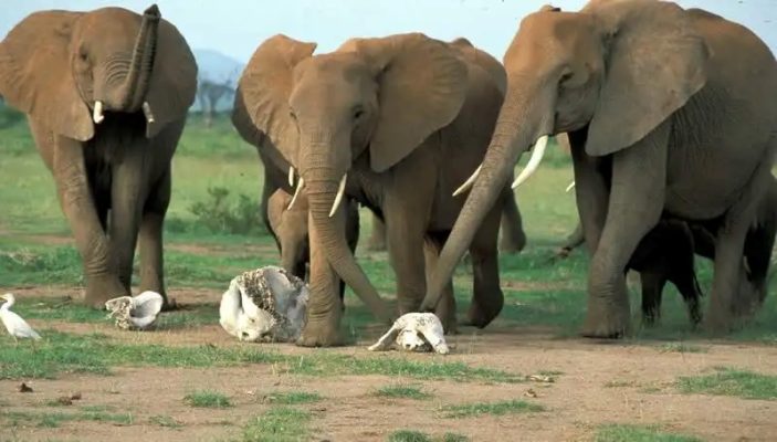 Elephants with bones of their relative