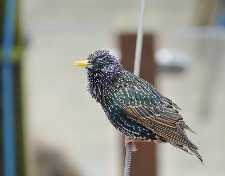 european starling European Starling