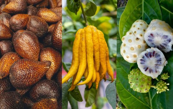 every fruit on planet every fruit on planet