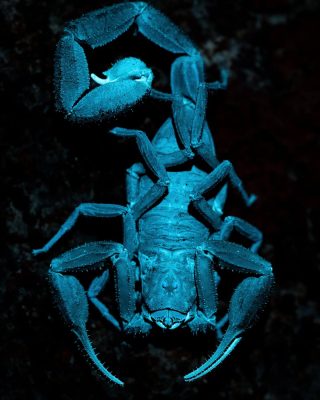 Amazonian Scorpion - Scorpion That Glows Under UV Light