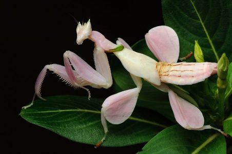 Pink Orchid Mantis