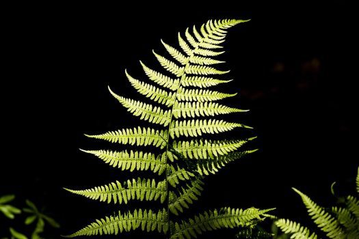 Ferns Ferns