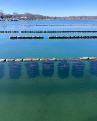 New Zealand Organic Greenshell Mussels Farming
