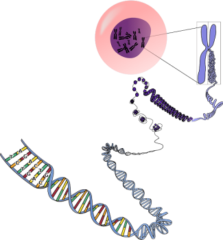 Genetics Genetics