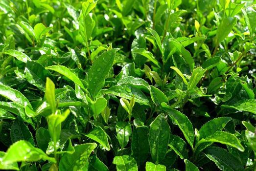 green tea green tea