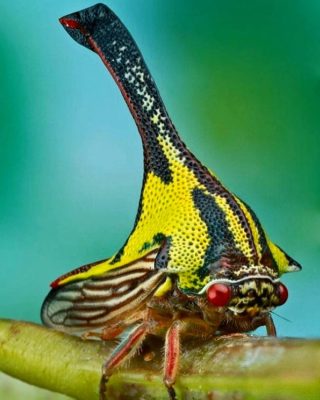 Umbonia Spinosa