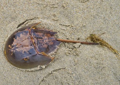 Horseshoe Crab Horseshoe Crab