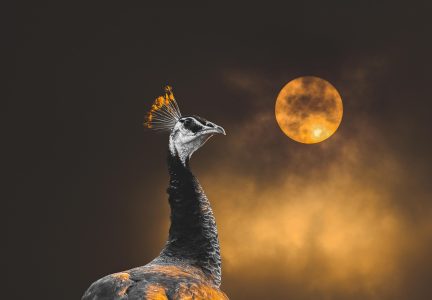 Peacock at Night Peacock at Night
