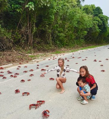 Red Crab Migration Christmas Island