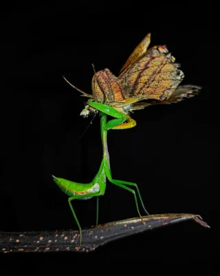 Praying Mantis