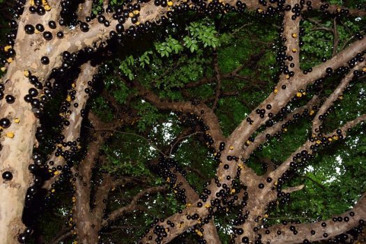 Jabuticaba Jabuticaba