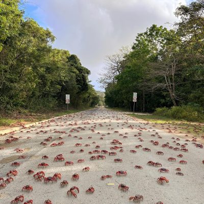 Red Crab Migration Christmas Island