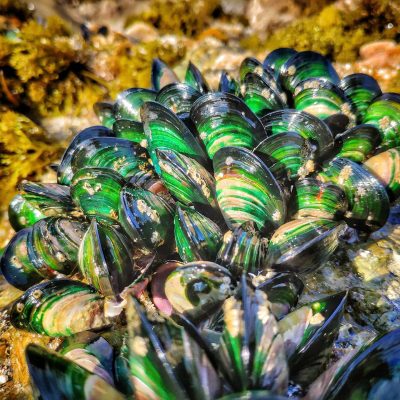 Greenshell Mussels