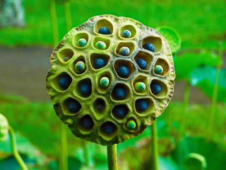 Lotus Seeds Lotus Seeds